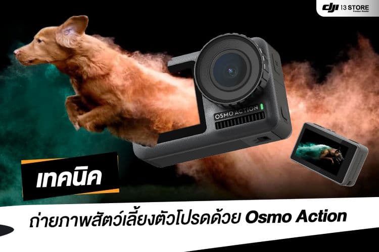 เทคนิคถ่ายภาพสัตว์เลี้ยงตัวโปรด ด้วยกล้องแอคชั่น DJI Osmo Action